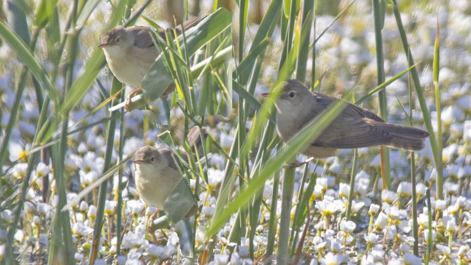 Marsh Warbler — Ana fotoğraf